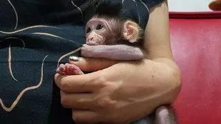 Newcomer Newborn Baby Monkey Crying for Milk