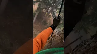 The Best Way to Remove Tree Branches! #shorts #zipline #trees #chainsaw