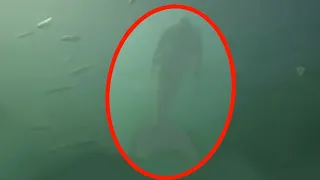5 Mermaids Caught On Camera & Spotted In Real Life!