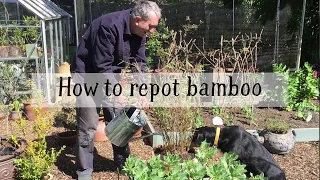 Divide and conquer: How to repot bamboo