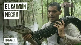 Wild Frank se la juega para capturar a mano un caimán en el río Amazonas | Wild Frank