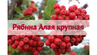 Рябина обыкновенная Алая крупная 🌿 Посадка и уход. саженцы, крупномеры рябины: особенности сорта