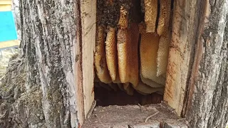 2 года, не открывал колоду с пчелами после заселения и вот, что я там увидел!!!