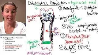 Bone + Cartilage 5- Endochondral Ossification