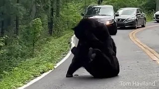 Bear Fight 2022