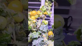 Aerogarden Golden Harvest versus Aerogarden Red Cherry