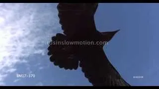 Raven Slow Motion Flight shot on Phantom HD Gold - 3 shots