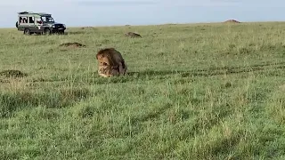 lions mating maasai mara kenya