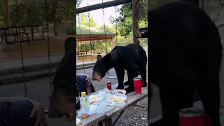 Bear eats family food