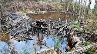 Beaver Dam Removal In Beaver Dam Creek! || Two Dams & Unclogging Culvert Remastered Part 1!