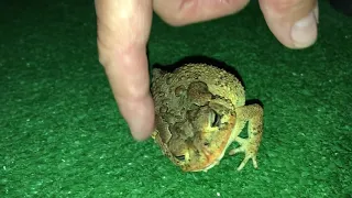 Friendly Toad Likes Being Pet. (Not Really!)