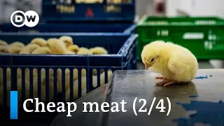 The high cost of cheap meat: Male chicks shredded (2/4) | DW News