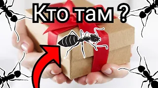 РАСПАКОВКА ПОСЫЛКИ С НОВЫМИ МУРАВЬЯМИ!!! Подарок от Ant Nest!