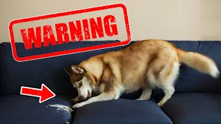 The STRANGEST Dog Behaviors