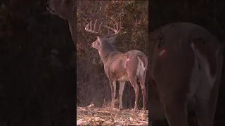 MASSIVE Iowa Buck With A Bow!! #shorts