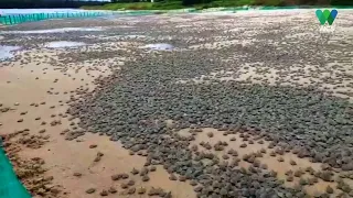 Video shows hundreds of thousands of hatchlings in largest gathering of turtles on the planet