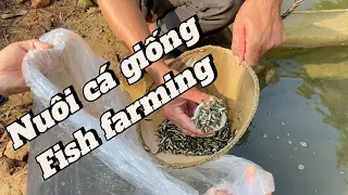 bắt cá giống -  fish farming