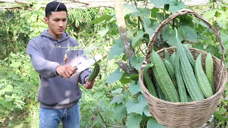 " A sponge gourd for a table "  Harvest sponge gourd for cooking - Uncle Daro lifestyle