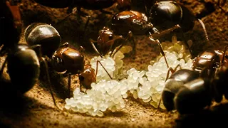 Ant Queens Forge an Empire | Empire Of The Desert Ants | BBC Earth