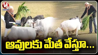PM Modi Feeds Cows On Makar Sankranti At His Residence  | V6 News