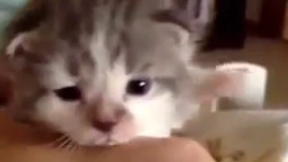 Kitten Drinking Milk & Wiggles Ears! Super Cute