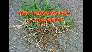 Как справиться с пыреем?