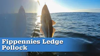 Commercial Fishing for Pollock on Fippennies Ledge with the New England Fishmongers | S17 E03