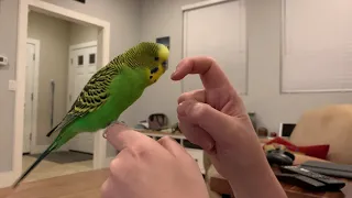 Talented parakeet speaks English and talks to his friend