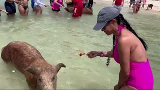 Grand Bahamas Swimming with The Pigs