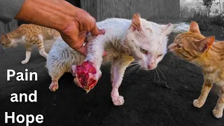 Pain and hope || Trying to save a stray cat suffering from a rotten leg.