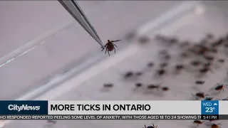 More ticks in Ontario