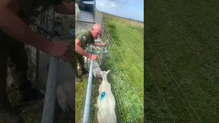 Professional Sheep Sorting