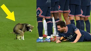 What Happens When Animals Invade the Football Pitch? | Animals in Football Pitch