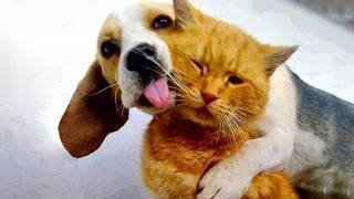 Трогательные истории дружбы собак и кошек... 2