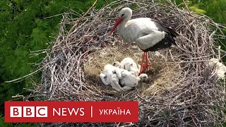 Як лелеки провели літо в Україні