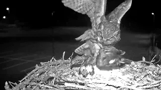 Iris Attacked By Great Horned Owl on Hellgate Osprey Cam | May 21, 2024