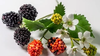 How to make gumpaste blackberries / blackberry tutorial (English subtitles!)