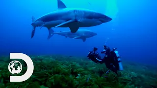 When Sharks Get Up Close And Personal! 🦈 | Shark Week