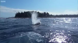 Orcas Attack Sea lion Nature's Great Events BBC
