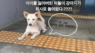 떠돌이🐶 : 저 그냥 여기서 살면 안될까요?