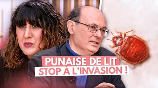 Punaises de lit : Stop à l'invasion ! - Allo Docteurs