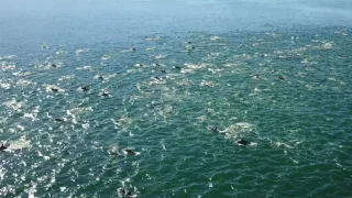 Dolphins, Kommetjie