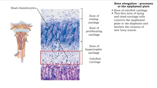 Bone elongation -  processes at the epiphyseal plate