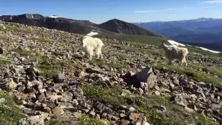 Mountain Goats on Quandary Peak