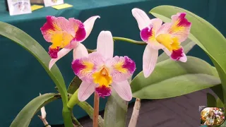 Waikato winter orchid show   July 19