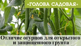 Голова садовая - Отличие огурцов для открытого и защищенного грунта