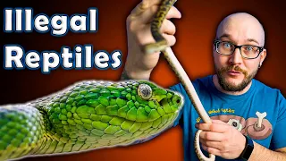 The 5 Most ILLEGAL Reptiles You Can Not Keep and 5 Close Alternatives You Can!