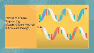 DNA sequencing - Maxam Gilbert Method