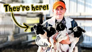 MY DORPER LAMBS ARE HERE!! | Lambing Season 2022 Sheep Farming in the USA Micro Ranching for Profit