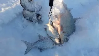 Лещ в глухозимье мормышка, чертик. Подводные съемки, лещ, плотва.